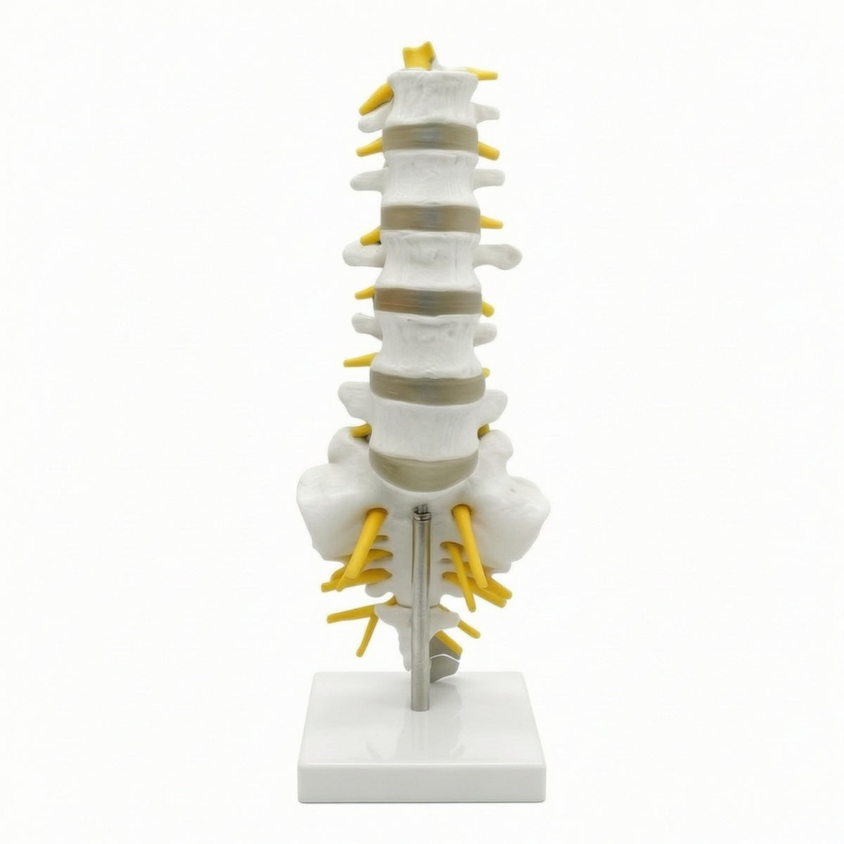 Human Spine Model Vertebrae Model Anatomical for Classroom