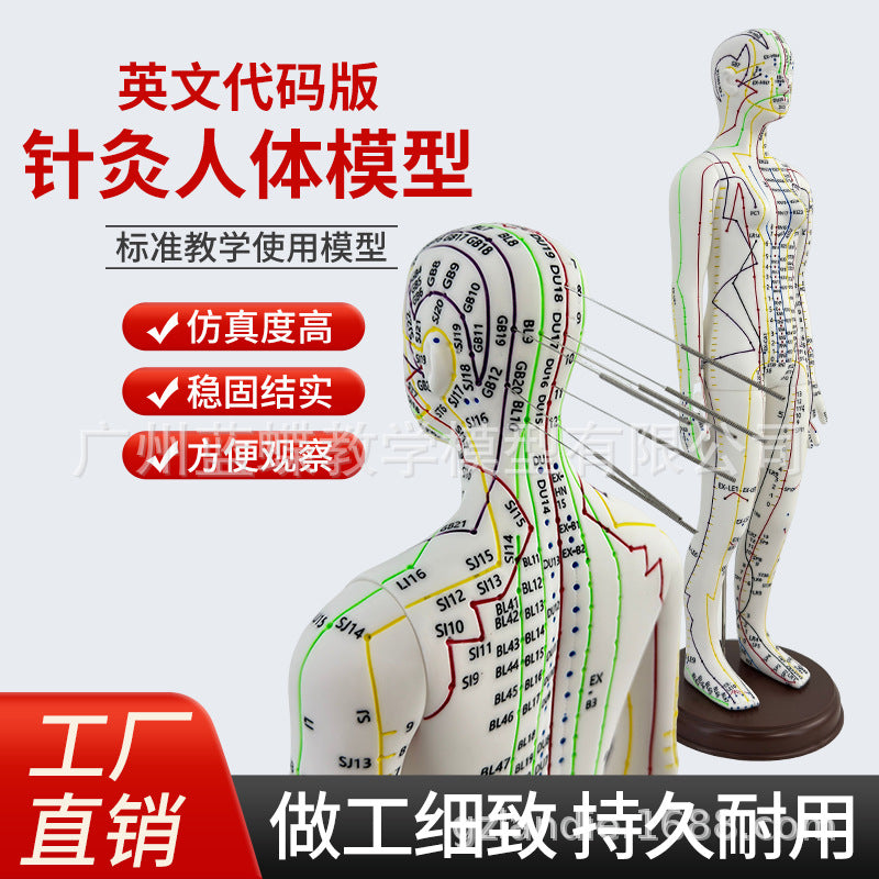52CM Acupuncture Meridian Human Body Model with Acupuncture Points for Practice