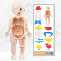 Simulated Human Skeleton Model Teaching Set STEAM Science Education DIY Assembly Toy for Students