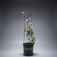 Garden Decor Metal Garden Trellis for Climbing Plants, Sturdy Plant Support for Potted Plants, Arched Garden Obelisk with Conical Shape, 1 Pack