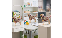 Dog Physiology Model with Detachable Parts Clear-Bodied Dog Physiology Model Educational for Pet Health Students