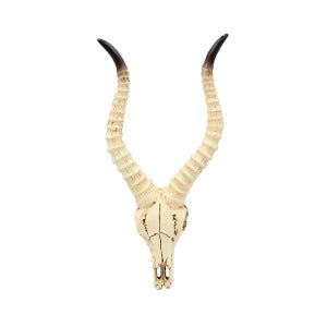 27CM / Antelope Skull