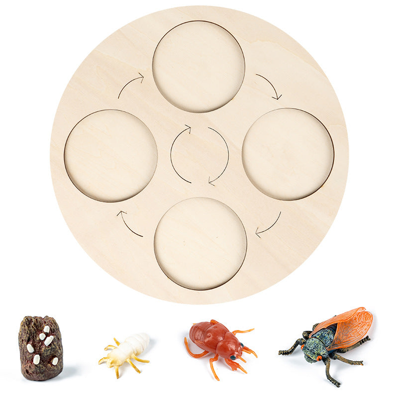 4-grid Cicada