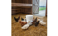 Automatic Chicken Feeder Easy to Install Automatic Poultry Feeder Outdoor