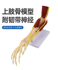 仿真人体手臂关节上肢骨肌肉神经韧带血管结构医学解剖骨骼模型