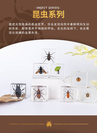 Children's Science Specimen Kit