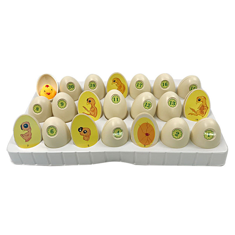 Chick Life Cycle Educational Toy for Kids 4-6 Years, DIY Science Kit