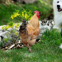Yiwol 3mm Double-Sided Printed Plastic Hen Garden Stake for Yard Art