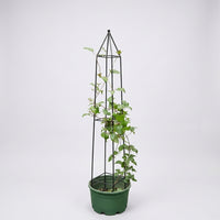Garden Decor Metal Garden Trellis for Climbing Plants, Sturdy Plant Support for Potted Plants, Arched Garden Obelisk with Conical Shape, 1 Pack