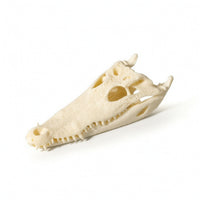 Skull Realistic Head with Open Jaw Easy to Clean for Study