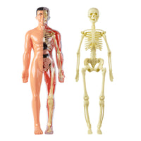 Human Body Structure Model with Organs and Skeleton for Educational Toy