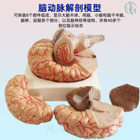 教学仿真人体大脑解剖模型脑动脉构造脑神经脑模具脑功能区域色分