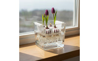 Water-Culture Bulb Flower Planter Clear Design Clear Glass Bulb Forcing Vase Preserves Roots Planter with Bulb Holder Basket for Windowsill